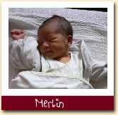 Merlin 