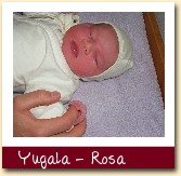 Yugala - Rosa 